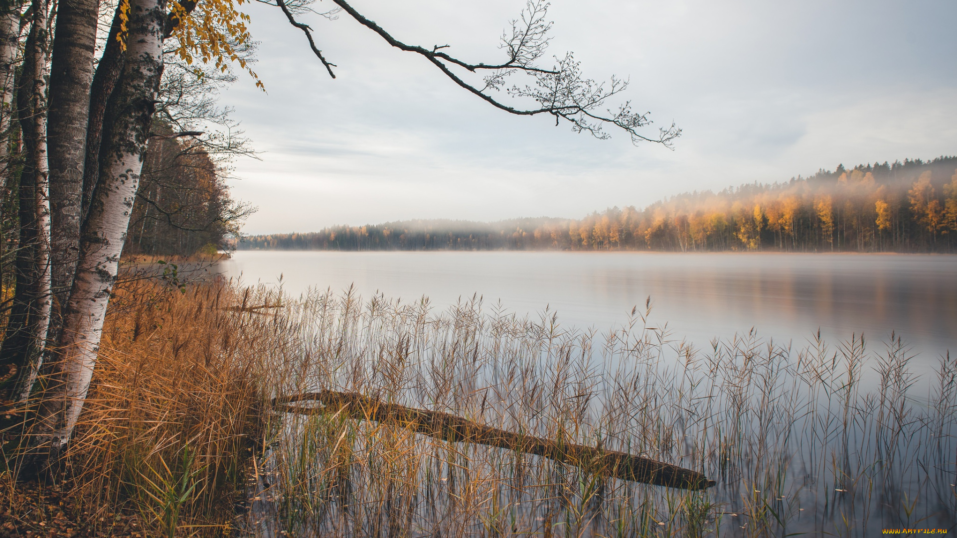 природа, реки, озера, осень, берёзы, озеро