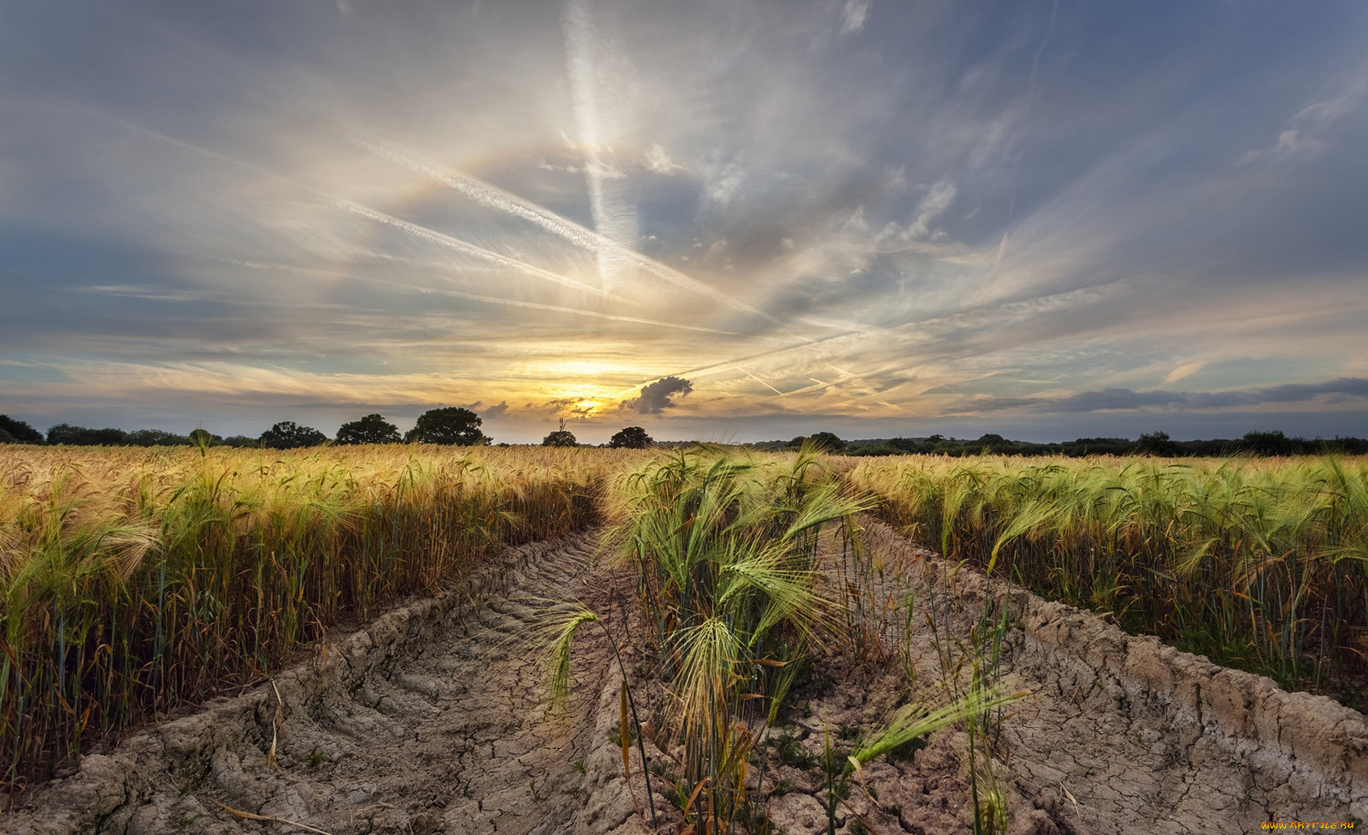 природа, поля, простор