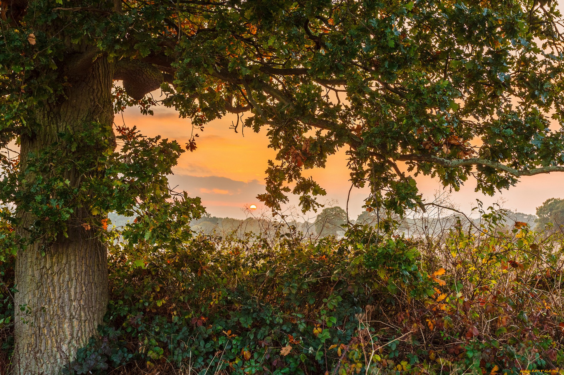 природа, деревья, простор