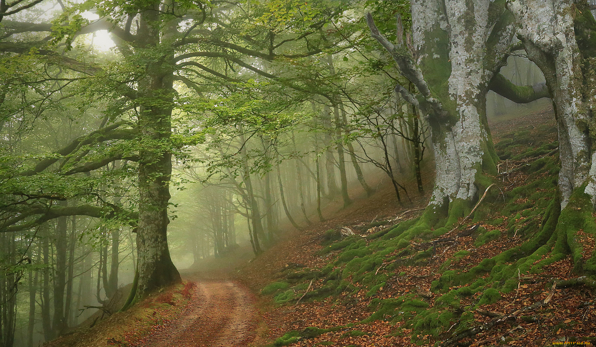 природа, лес, простор