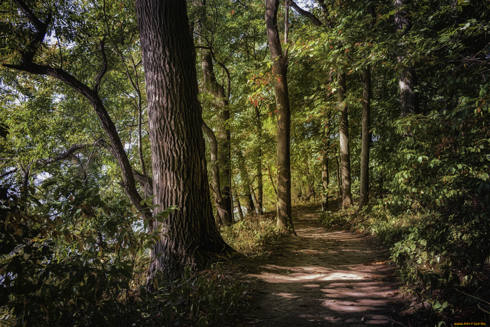 природа, лес, простор