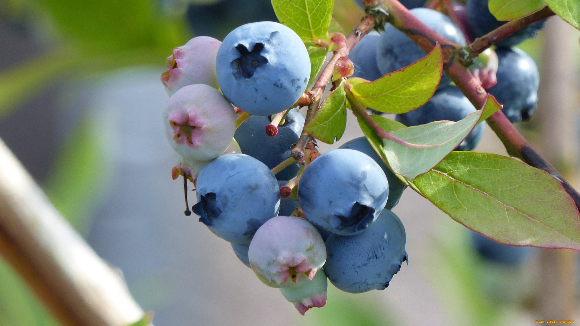 природа, ягоды, голубика