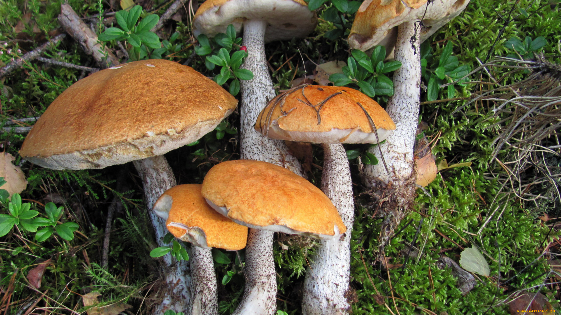 еда, грибы, , грибные, блюда, свежие, лесные, подосиновики