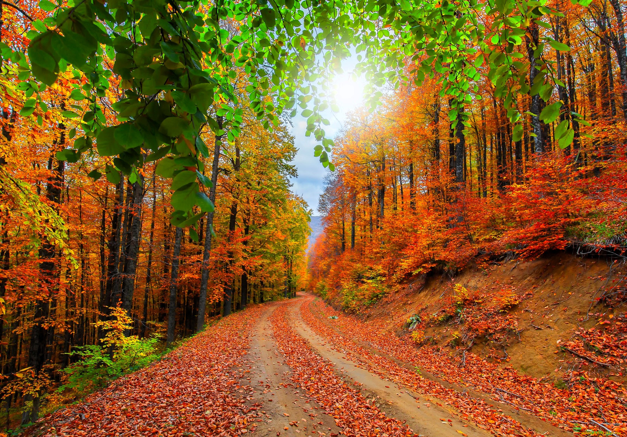 природа, дороги, осень, лес, деревья, листья, дорога
