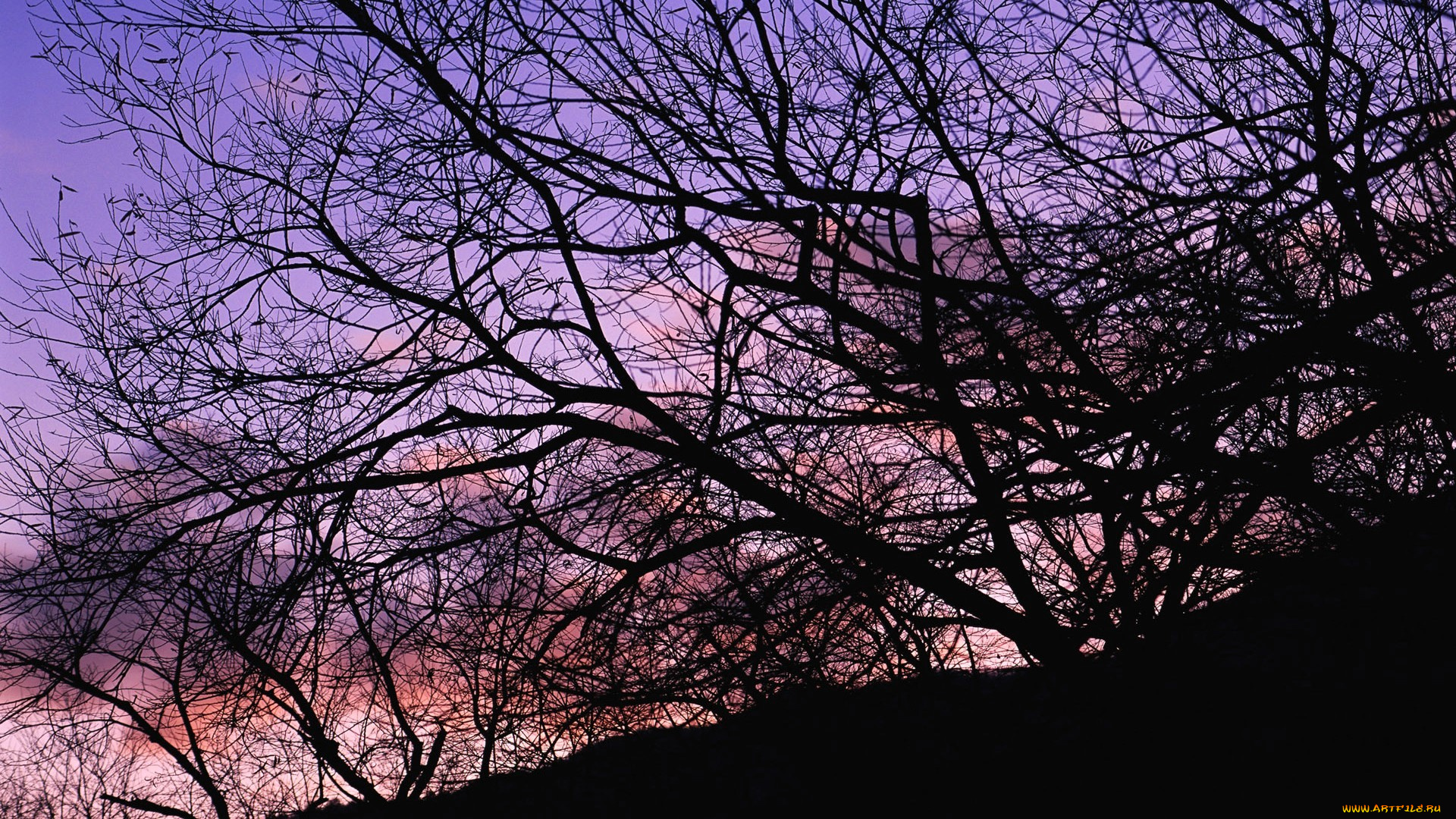 природа, деревья, небо, закат