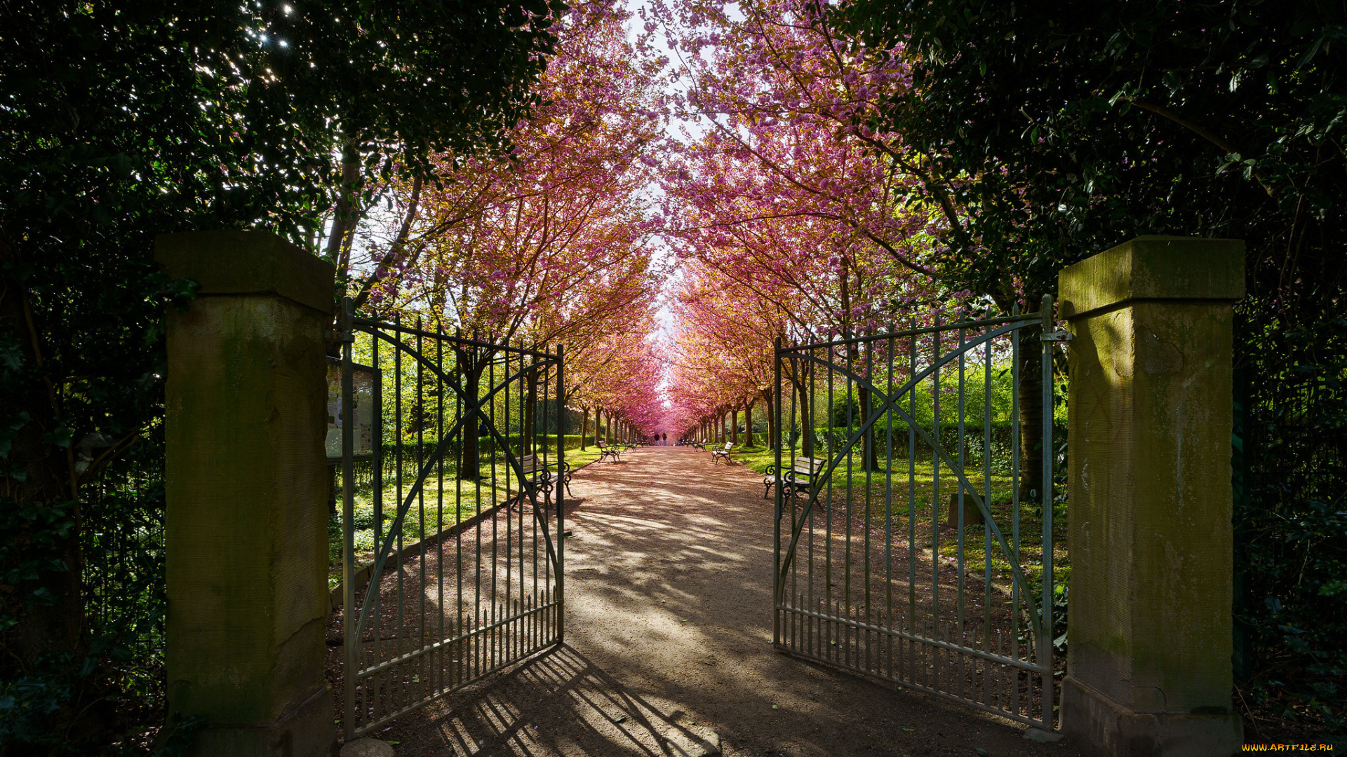 природа, парк