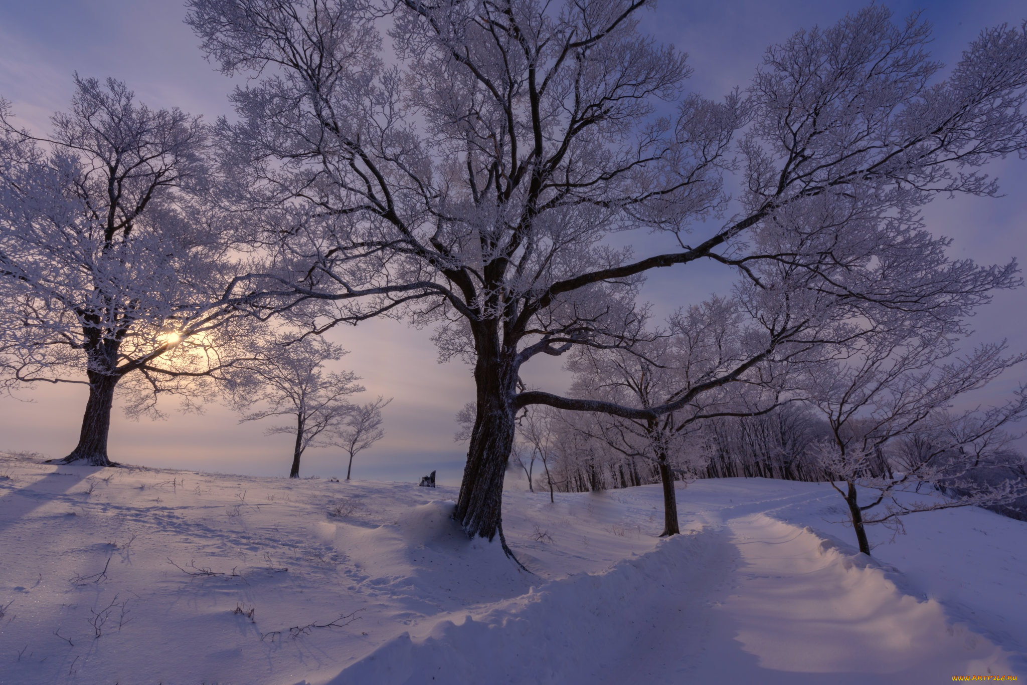 природа, зима, снег