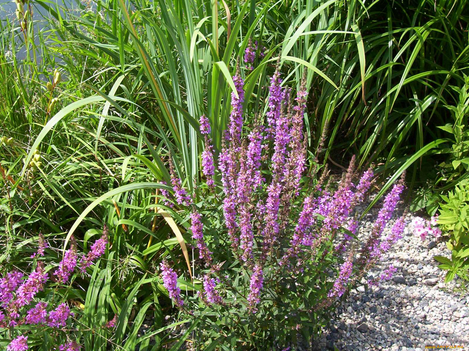 cz, rakovn&, 237, цветы