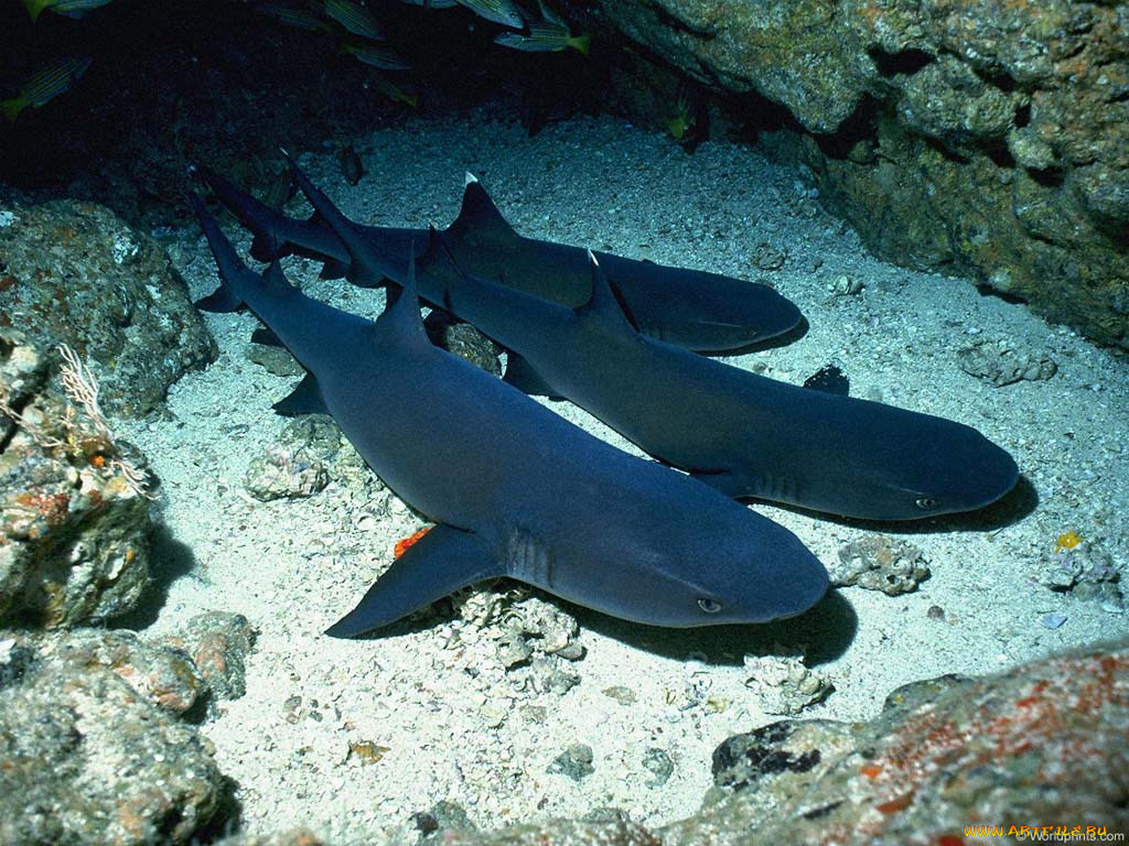 животные, акулы