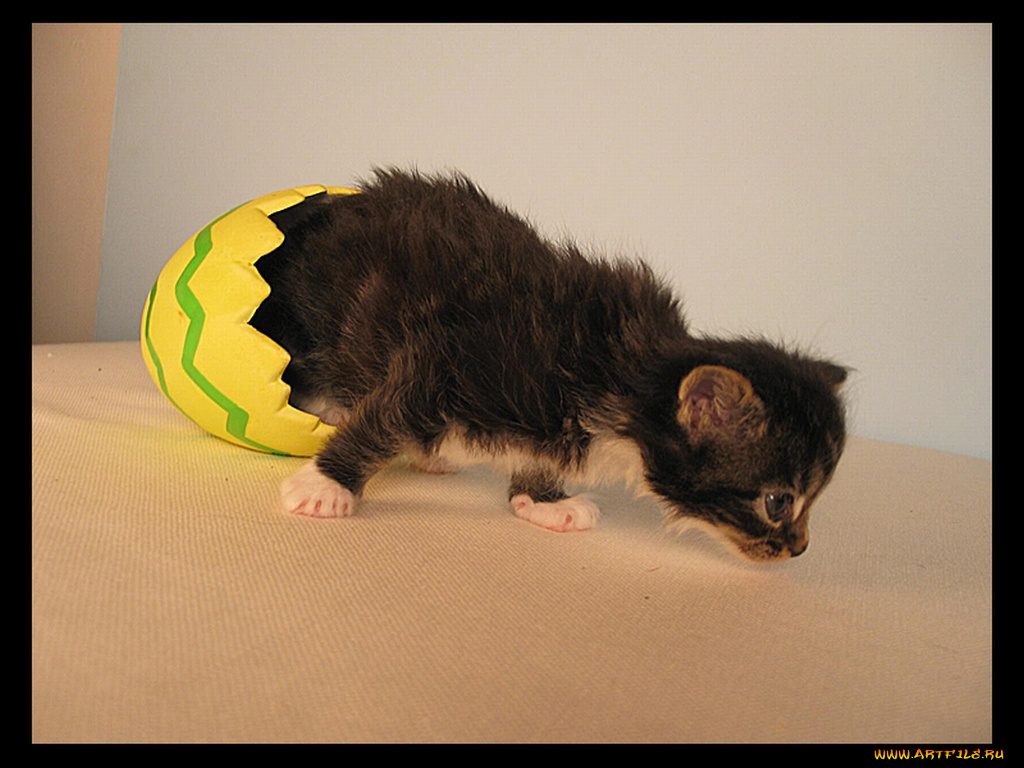 животные, коты