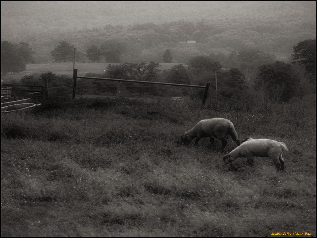 животные, овцы, бараны