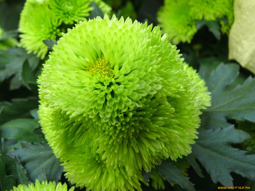 цветы, хризантемы