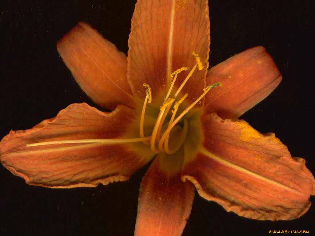 цветы, лилии, лилейники