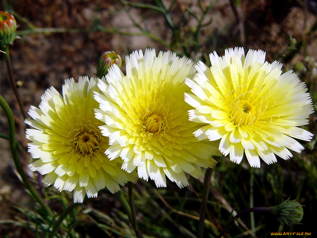 цветы, луговые, полевые
