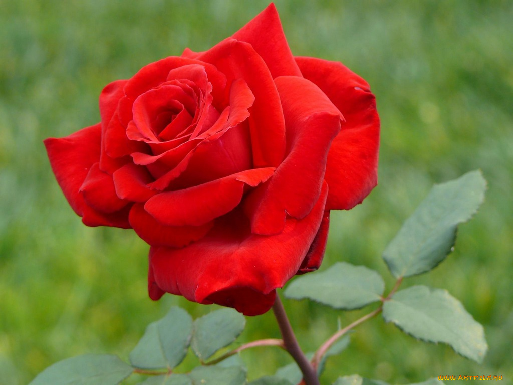 цветы, розы