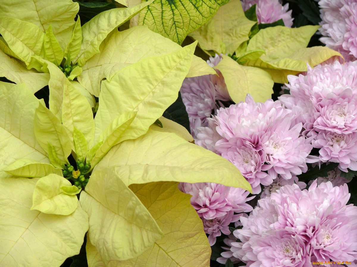 цветы, разные, вместе