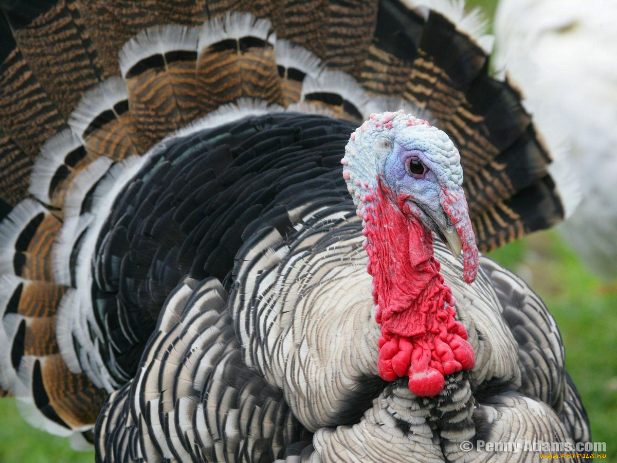 животные, индюки