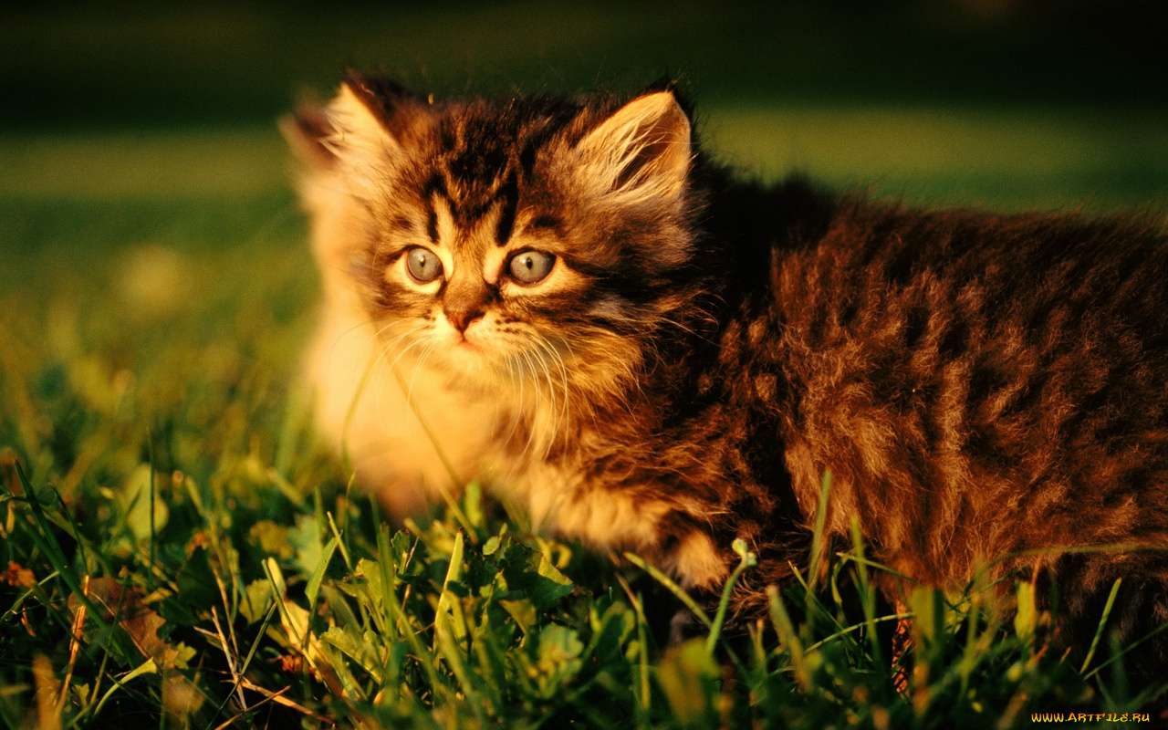 животные, коты