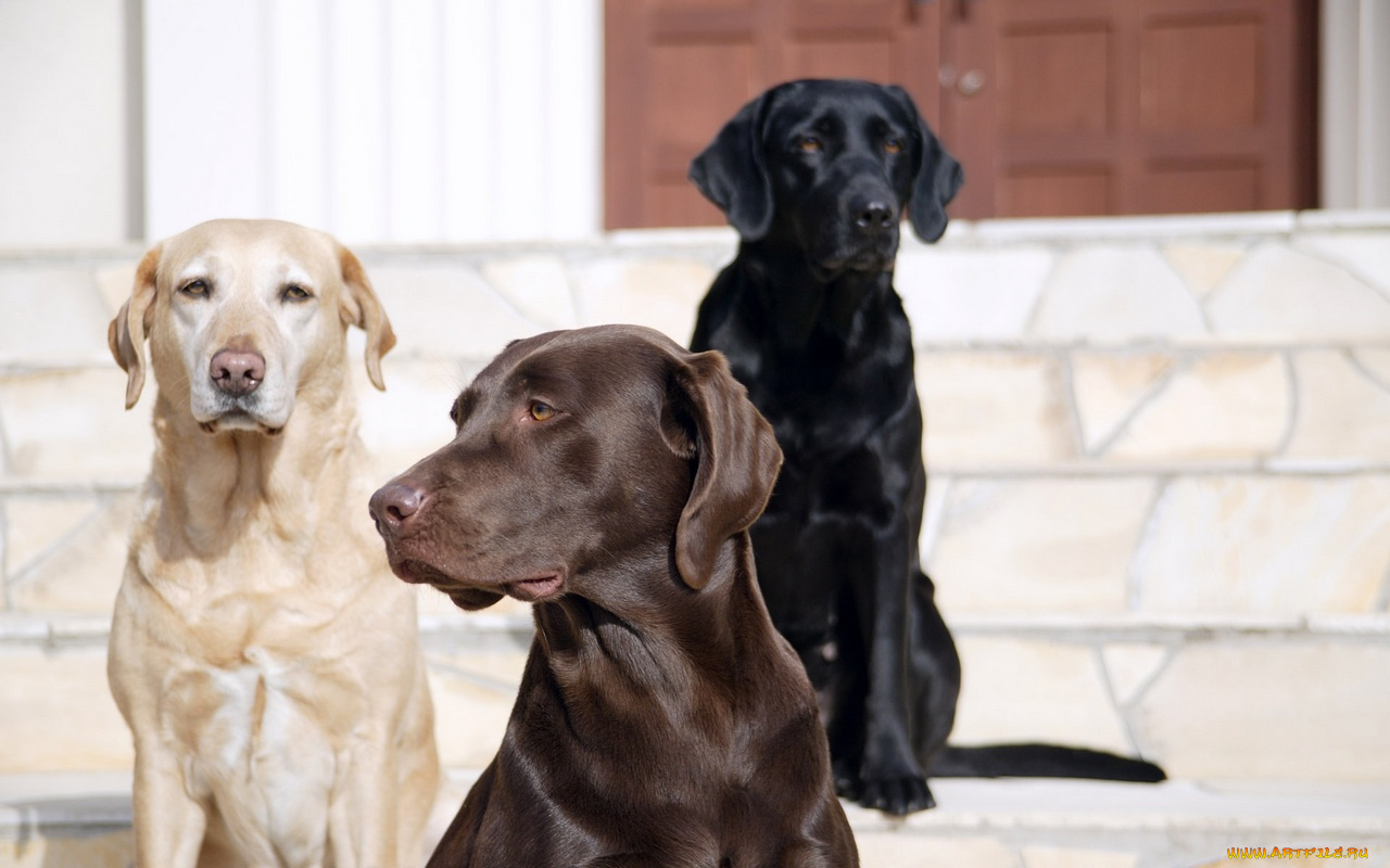 животные, собаки