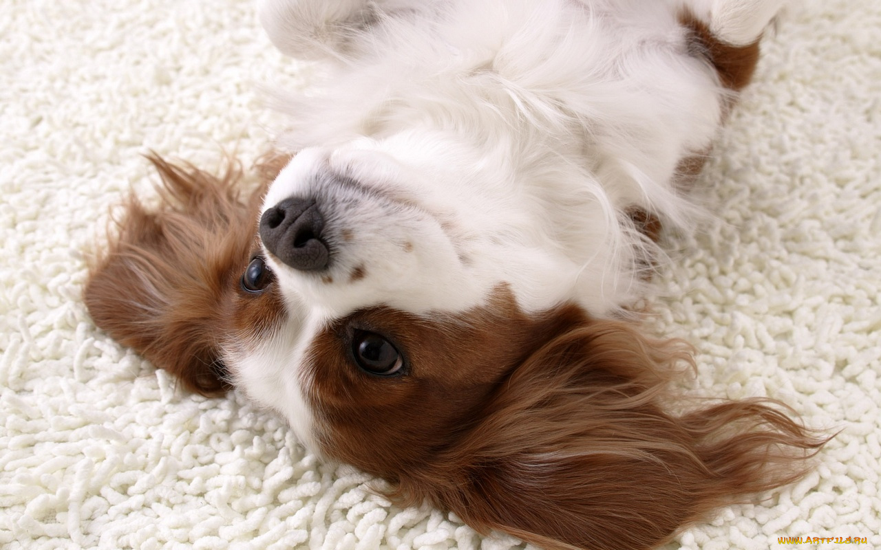 животные, собаки