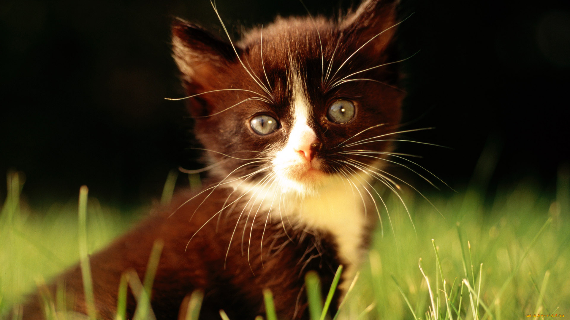 животные, коты