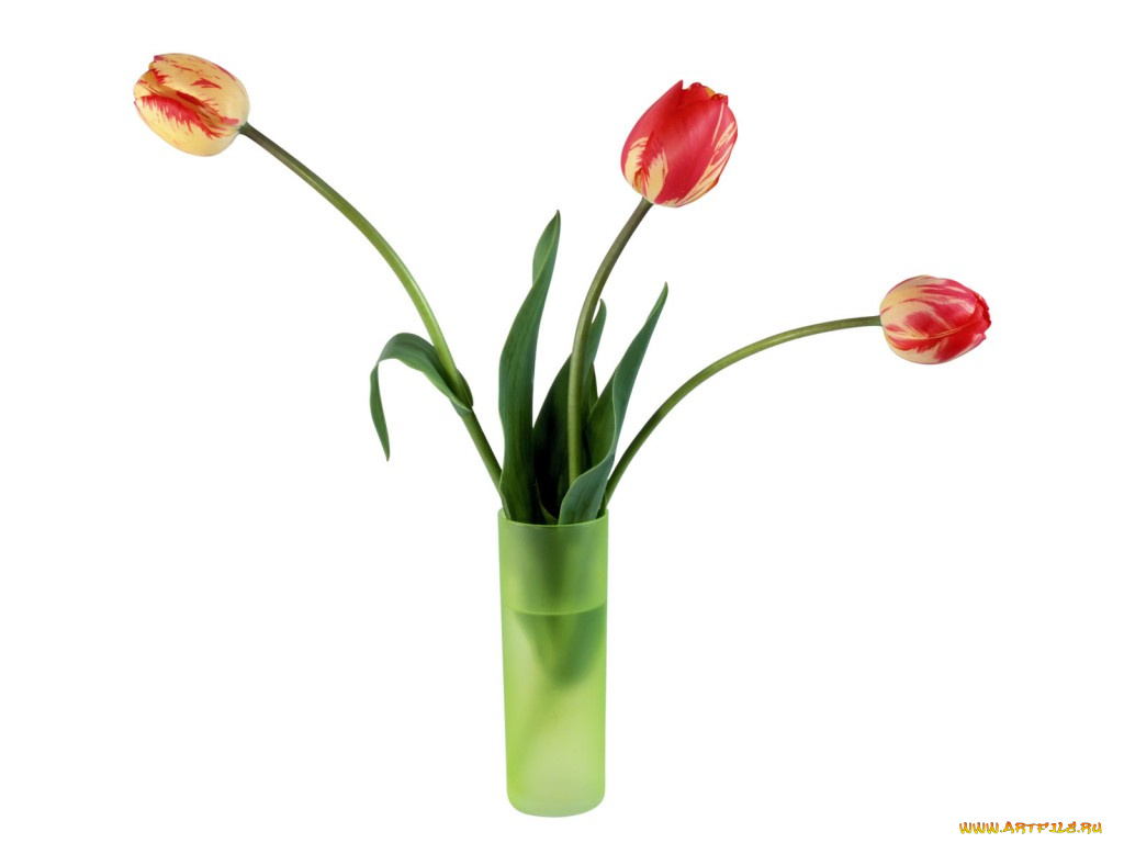 цветы, тюльпаны