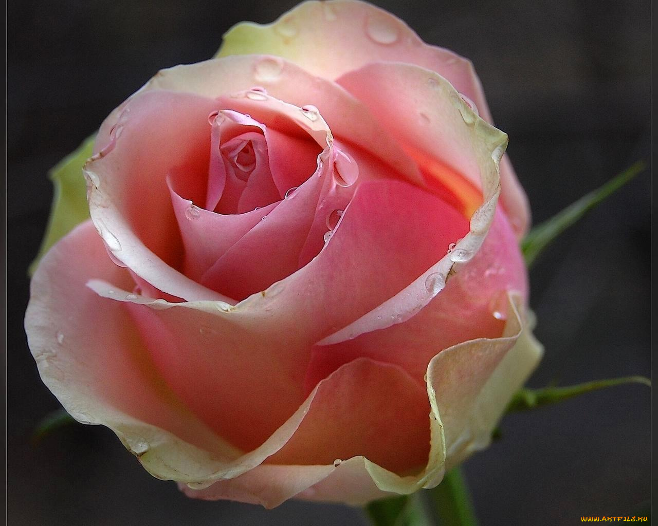 цветы, розы