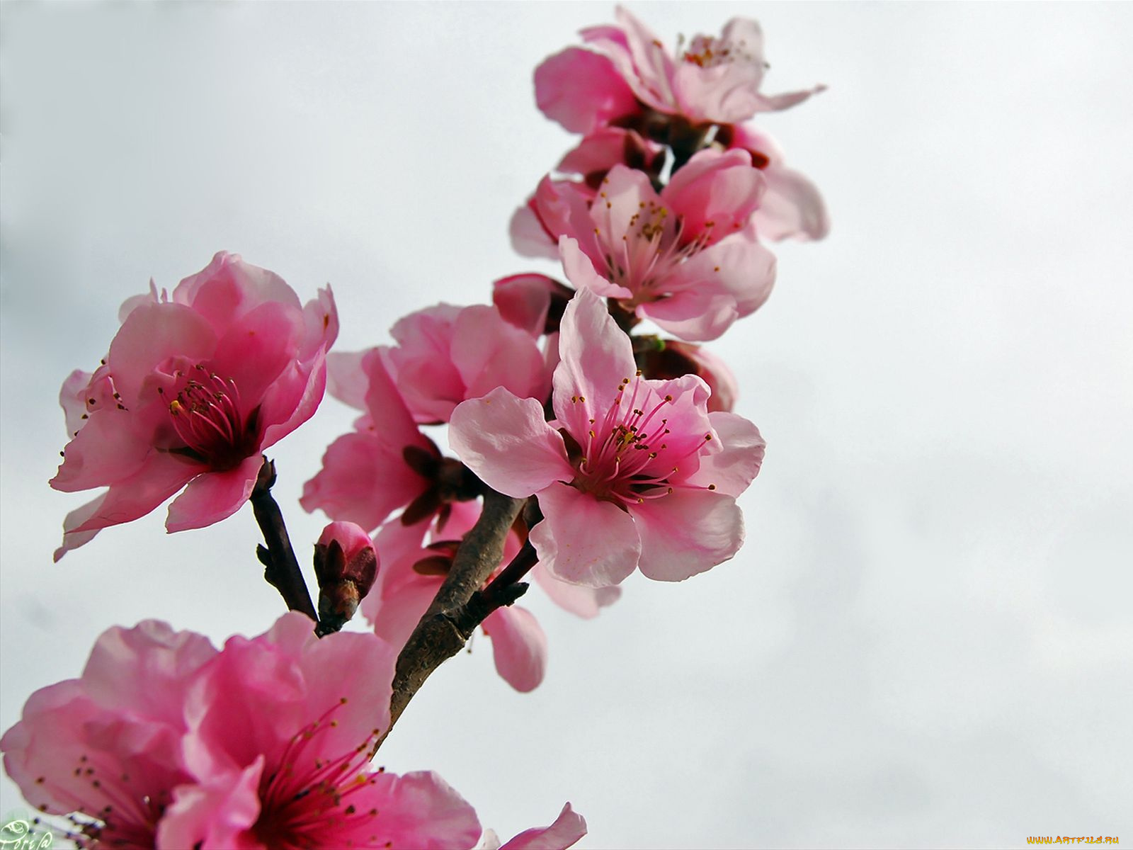 цветы, цветущие, деревья, кустарники