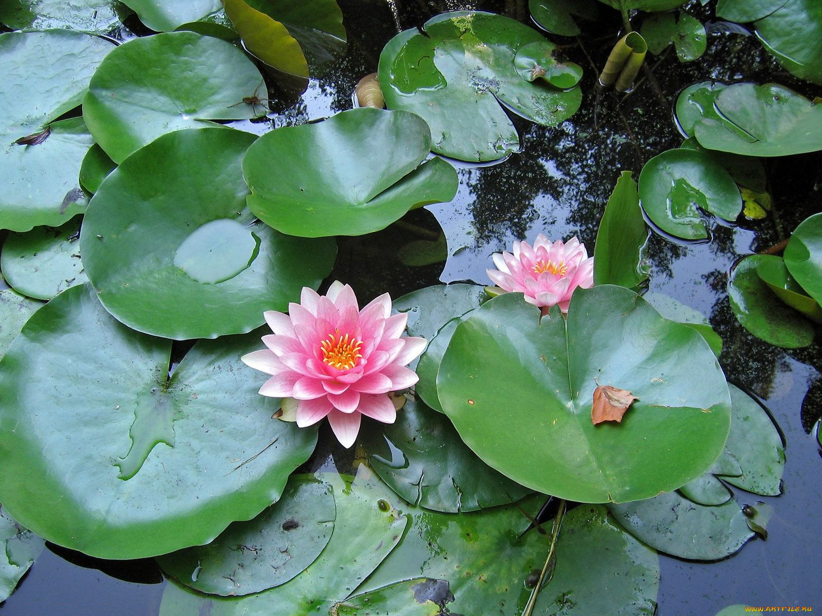 цветы, лилии, водяные, нимфеи, кувшинки