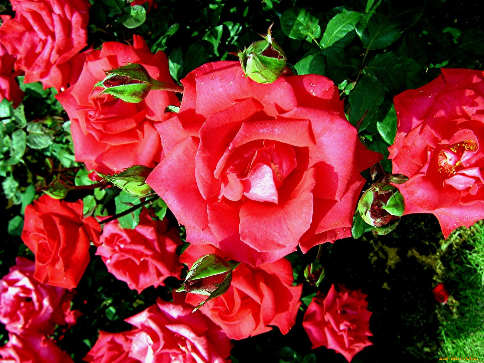 цветы, розы