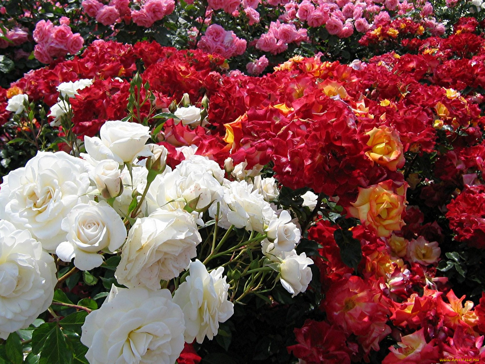 цветы, розы