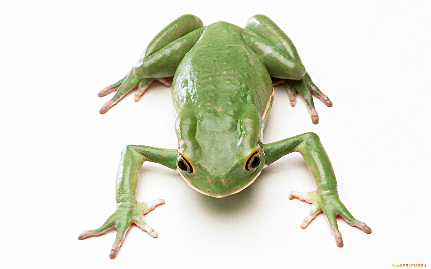животные, лягушки