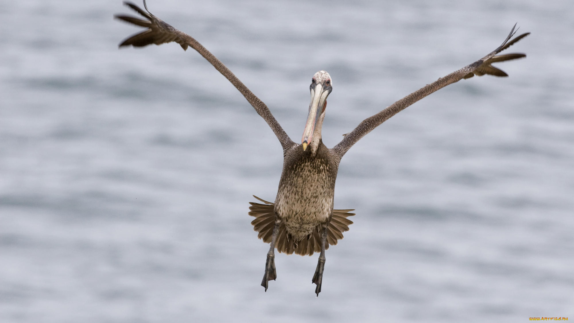 животные, пеликаны