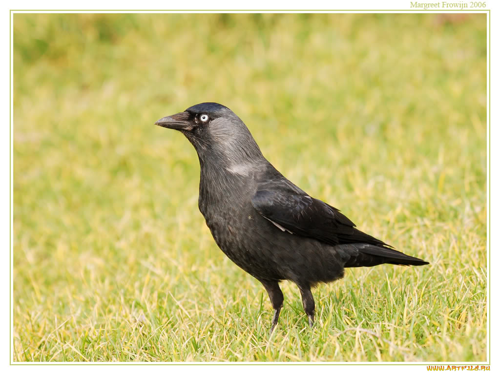 животные, птицы