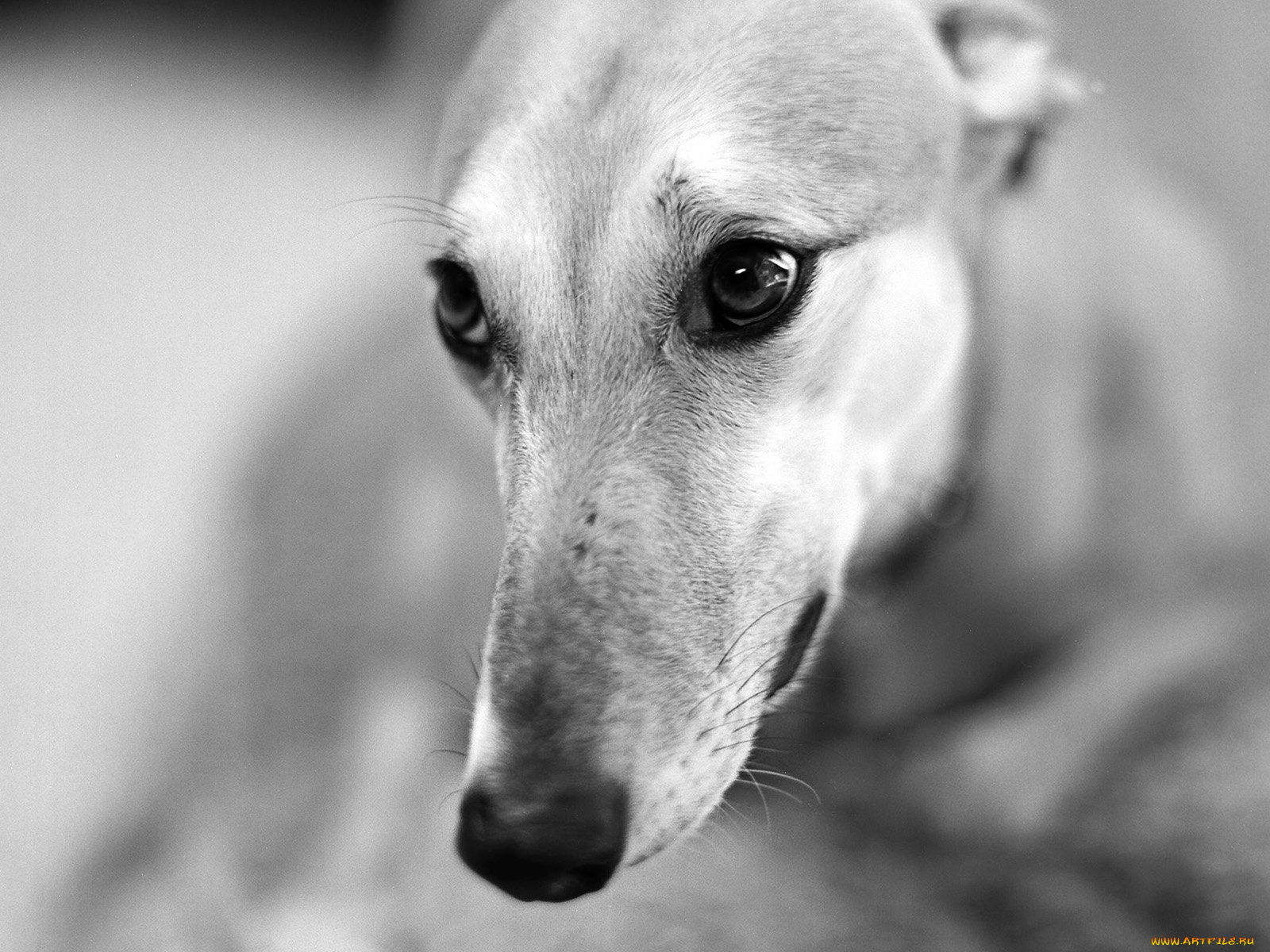 животные, собаки