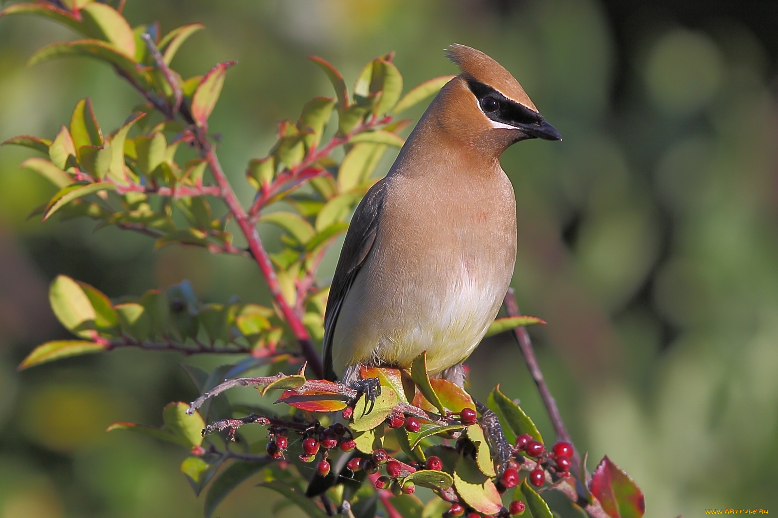 животные, свиристели, ягоды, хохолок, дерево, ветка