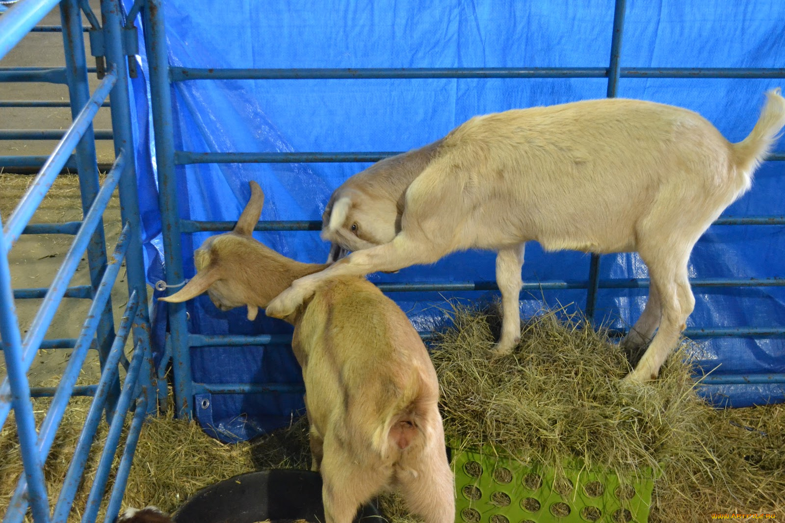 животные, козы