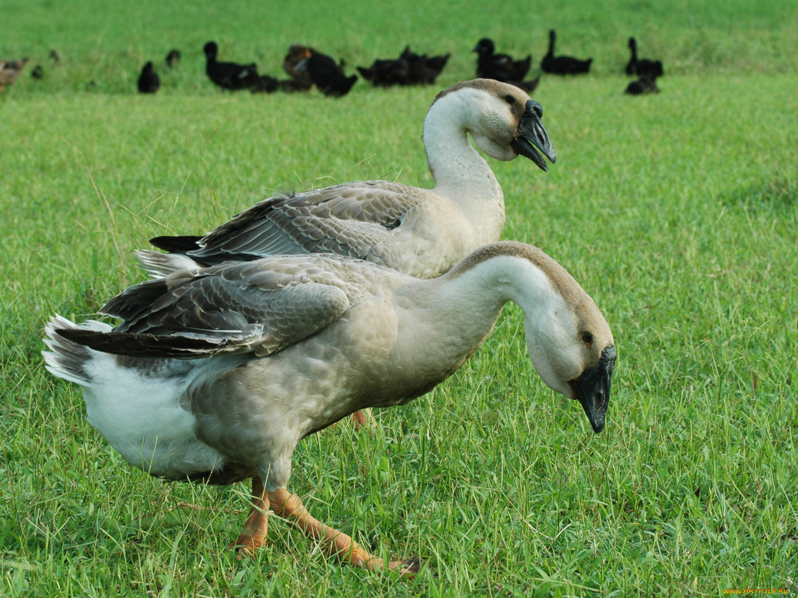 животные, гуси
