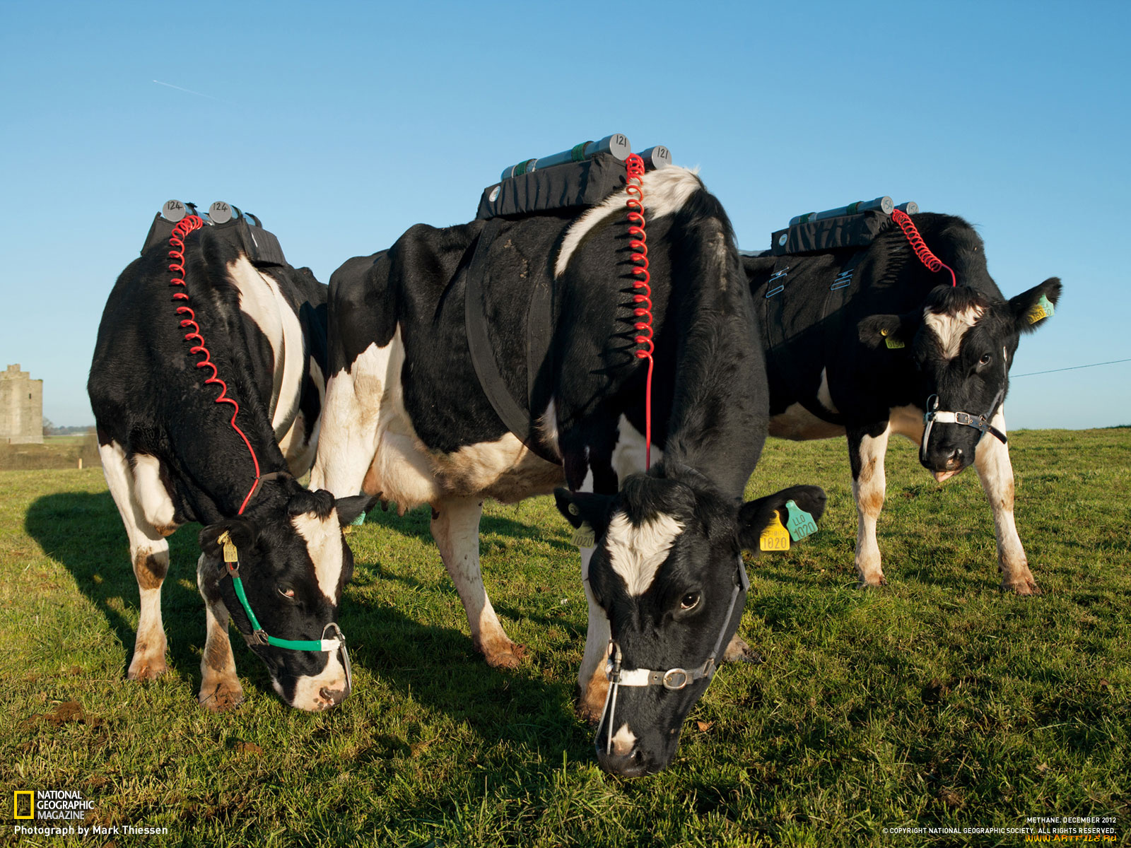 животные, коровы, буйволы, корова