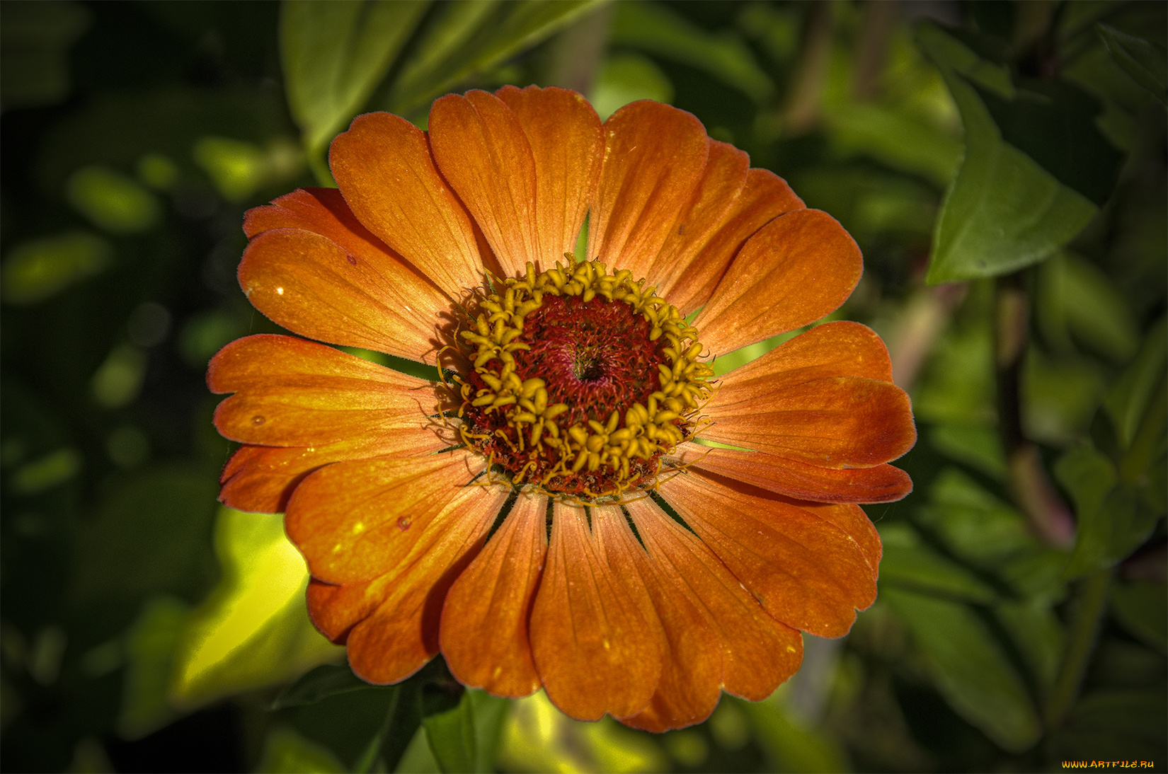 цветы, цинния, лепестки