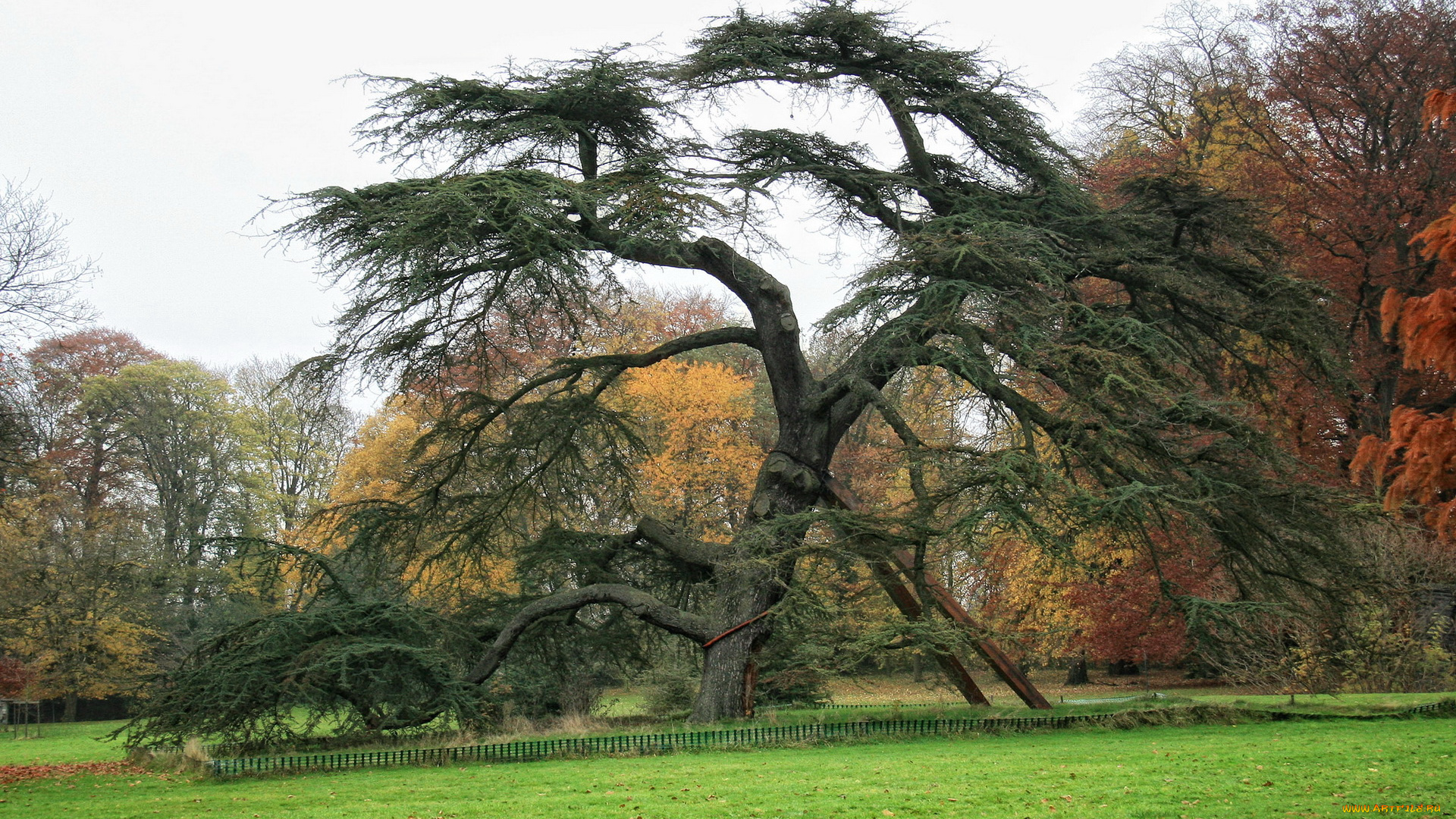 бельгия, морланвельз, природа, деревья, парк