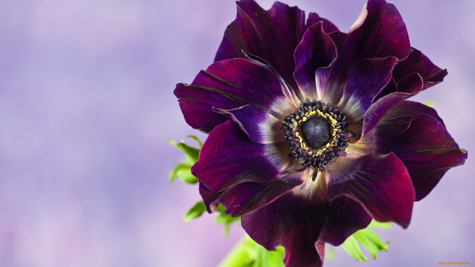 цветы, анемоны, адонисы, лиловый, анемон