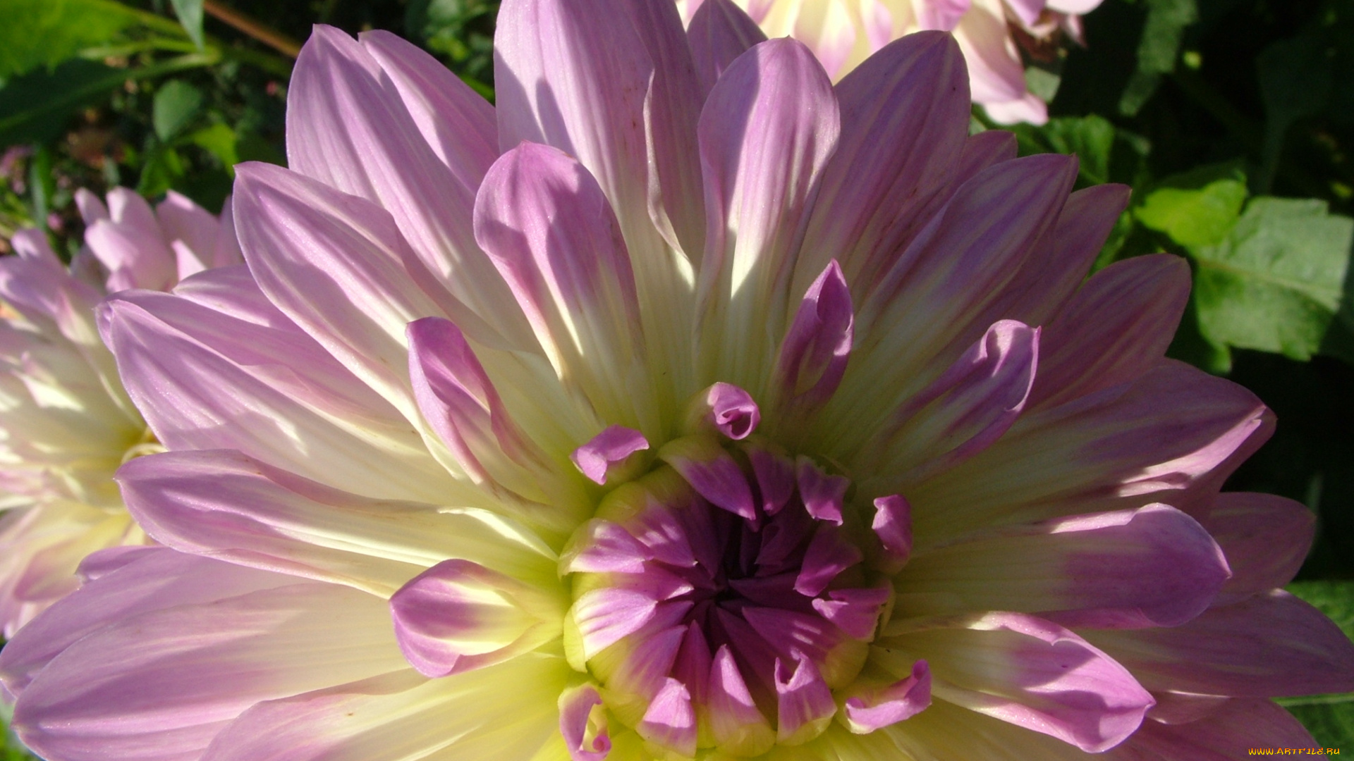 цветы, георгины, георгина