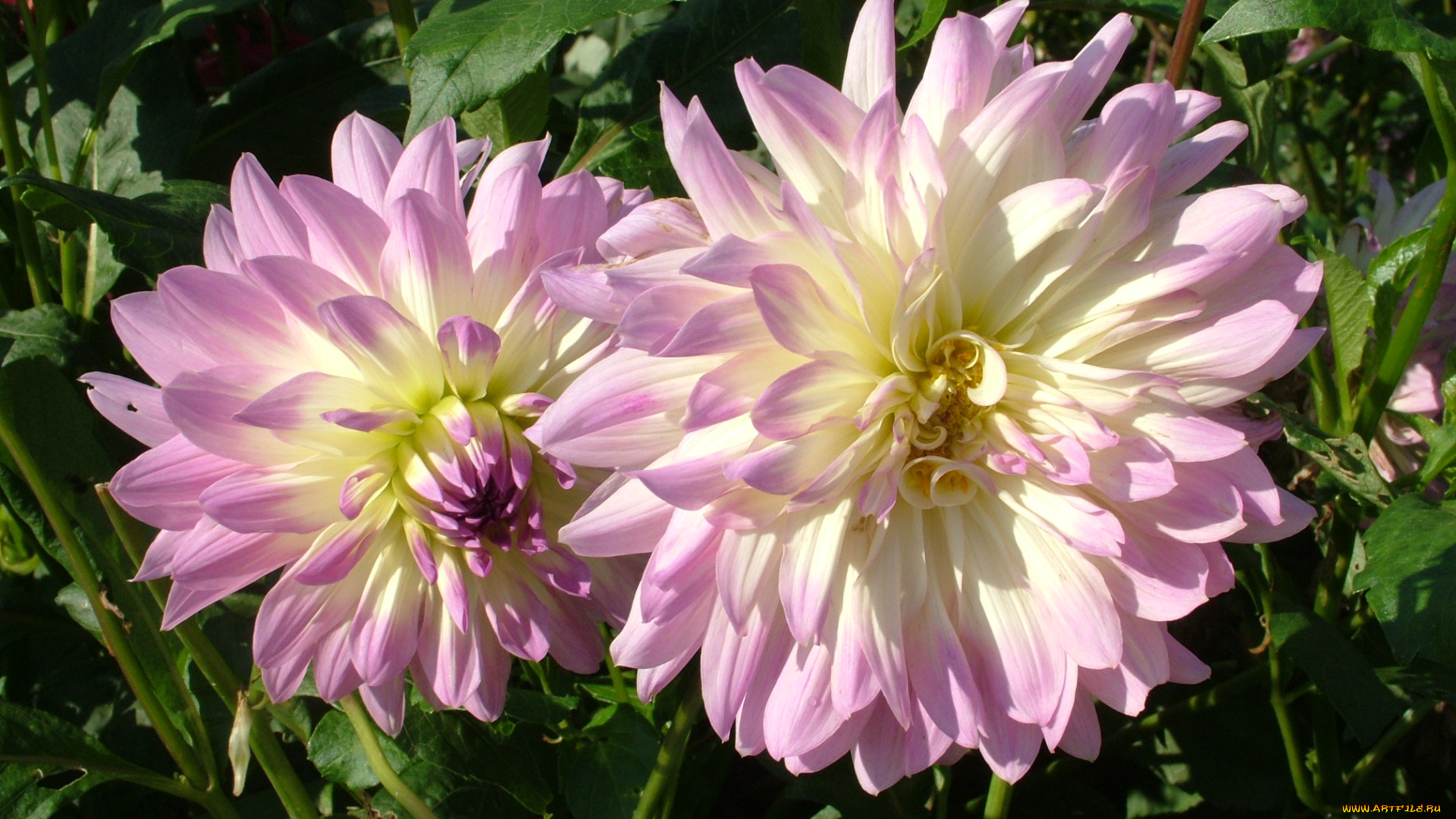 цветы, георгины, георгина