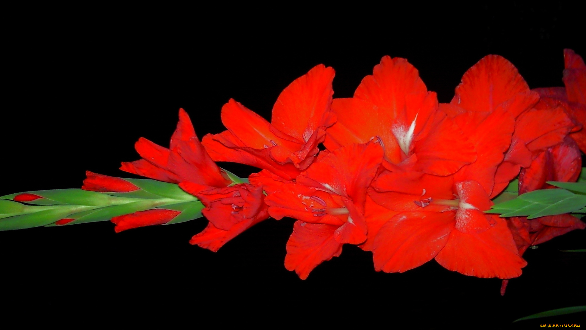 цветы, гладиолусы, алый