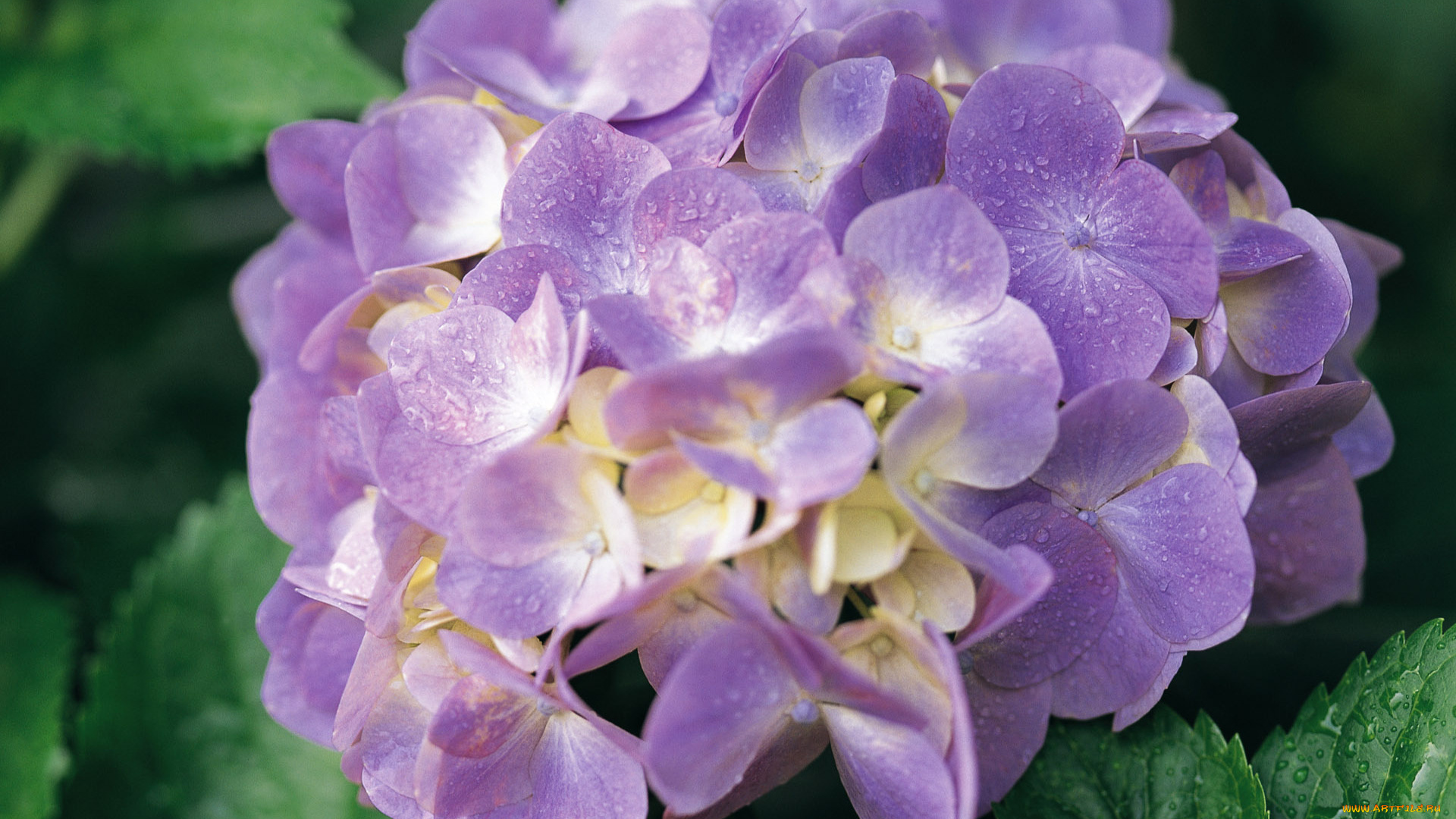 цветы, гортензия, капли, макро