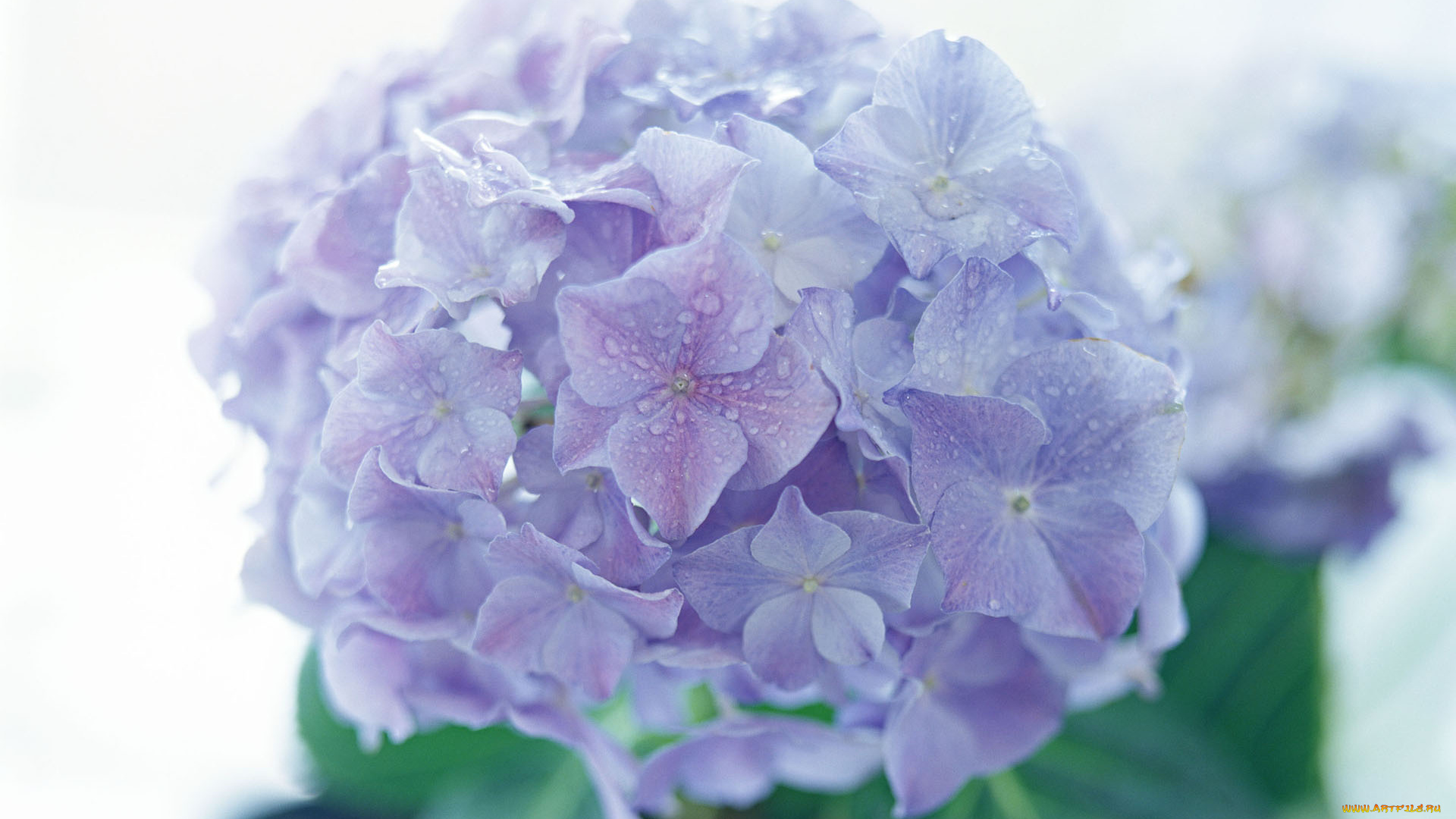 цветы, гортензия, макро