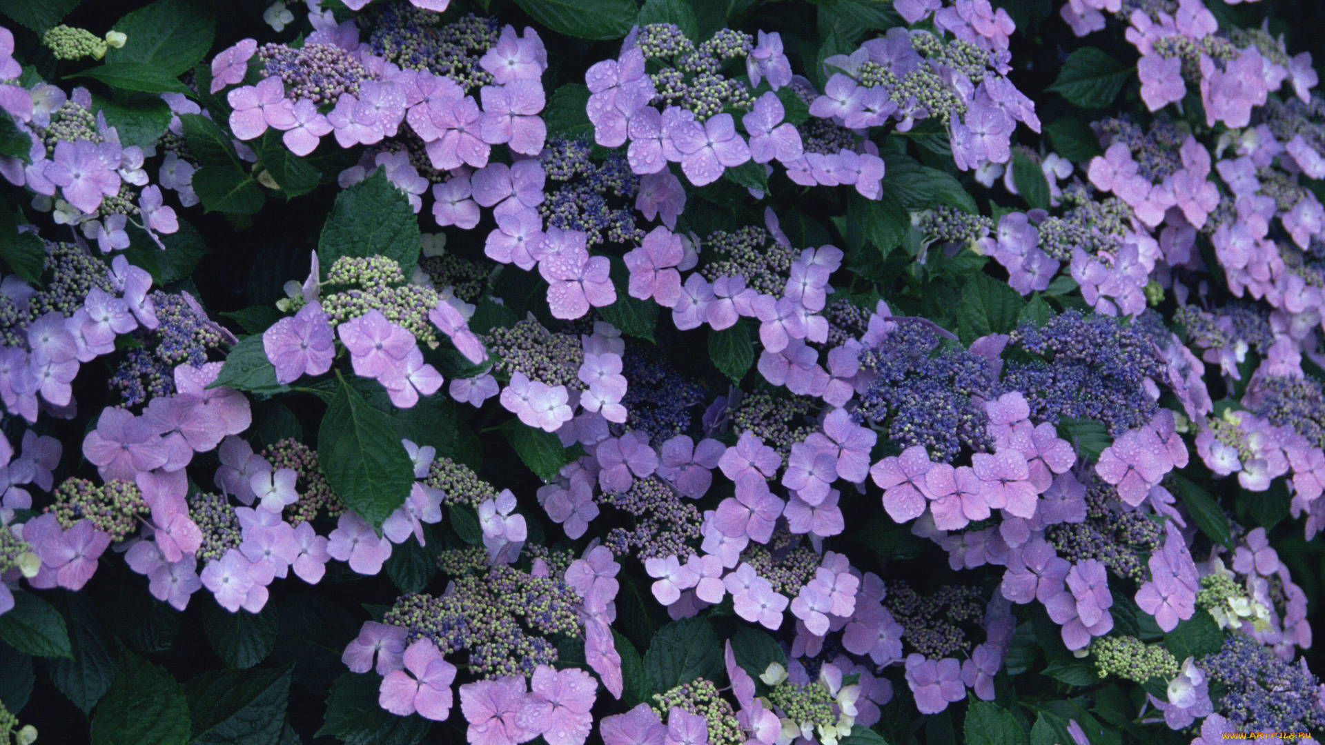 цветы, гортензия, сиреневый