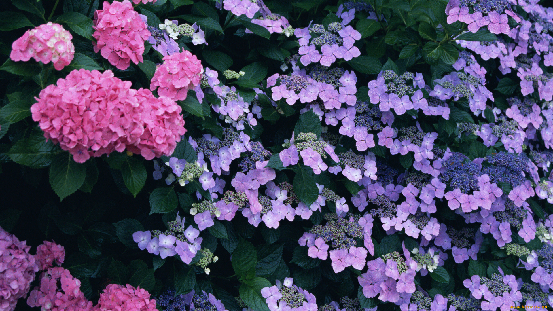 цветы, гортензия, сиреневый, розовый