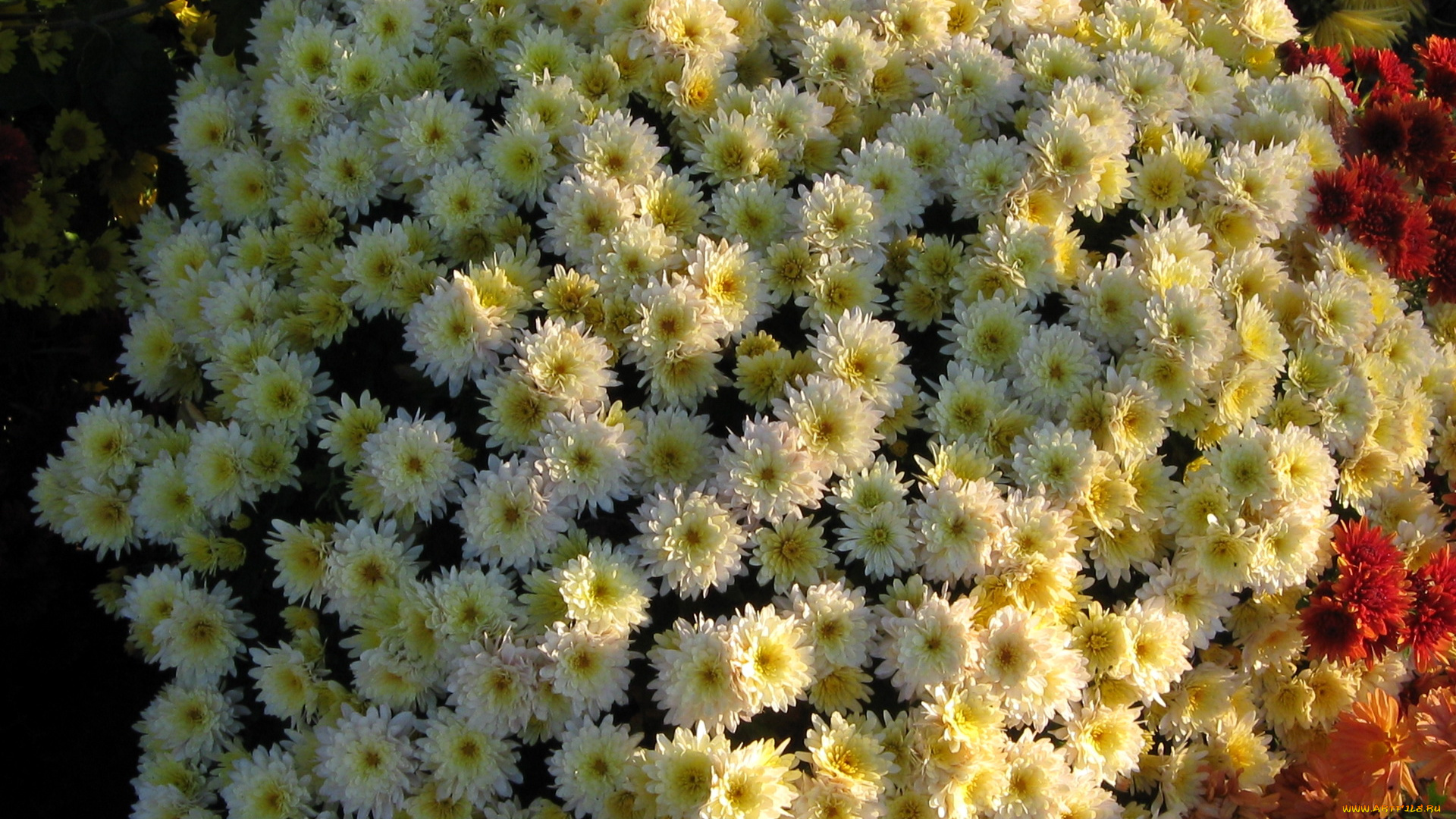 цветы, хризантемы
